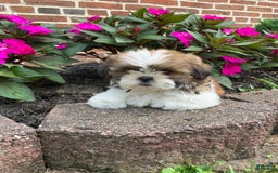 Shih Tzu dogs for sale: Luca - Image 7