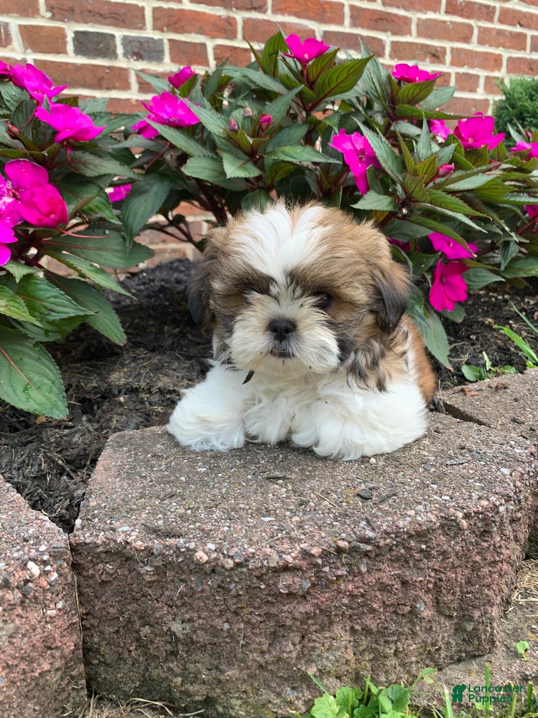 Shih Tzu dogs for sale: Luca - Image 7
