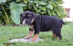 Olde English Bulldogge dogs for sale: Pattie - Image 2