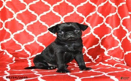 Pug dogs for sale: Leo - Image 3