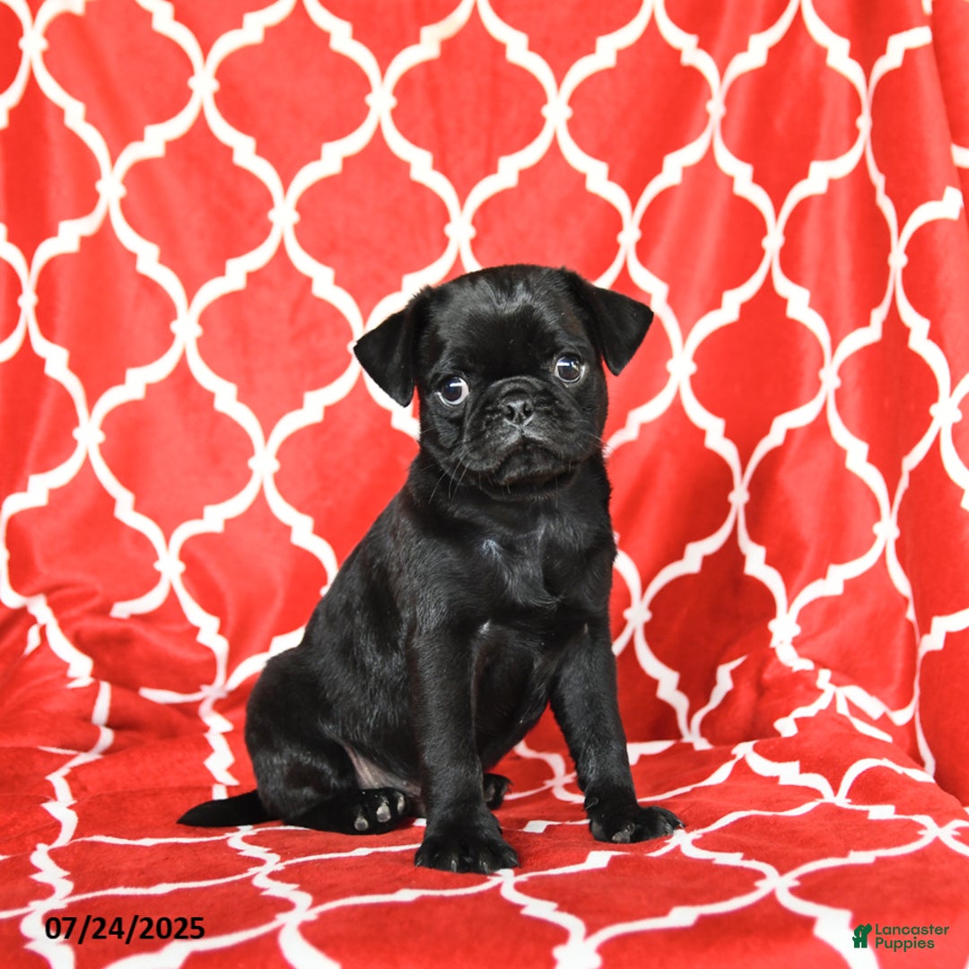 Pug dogs for sale: Leo - Image 3