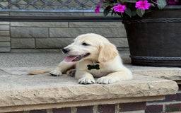 Golden Retriever dogs for sale: Henry - Image 4