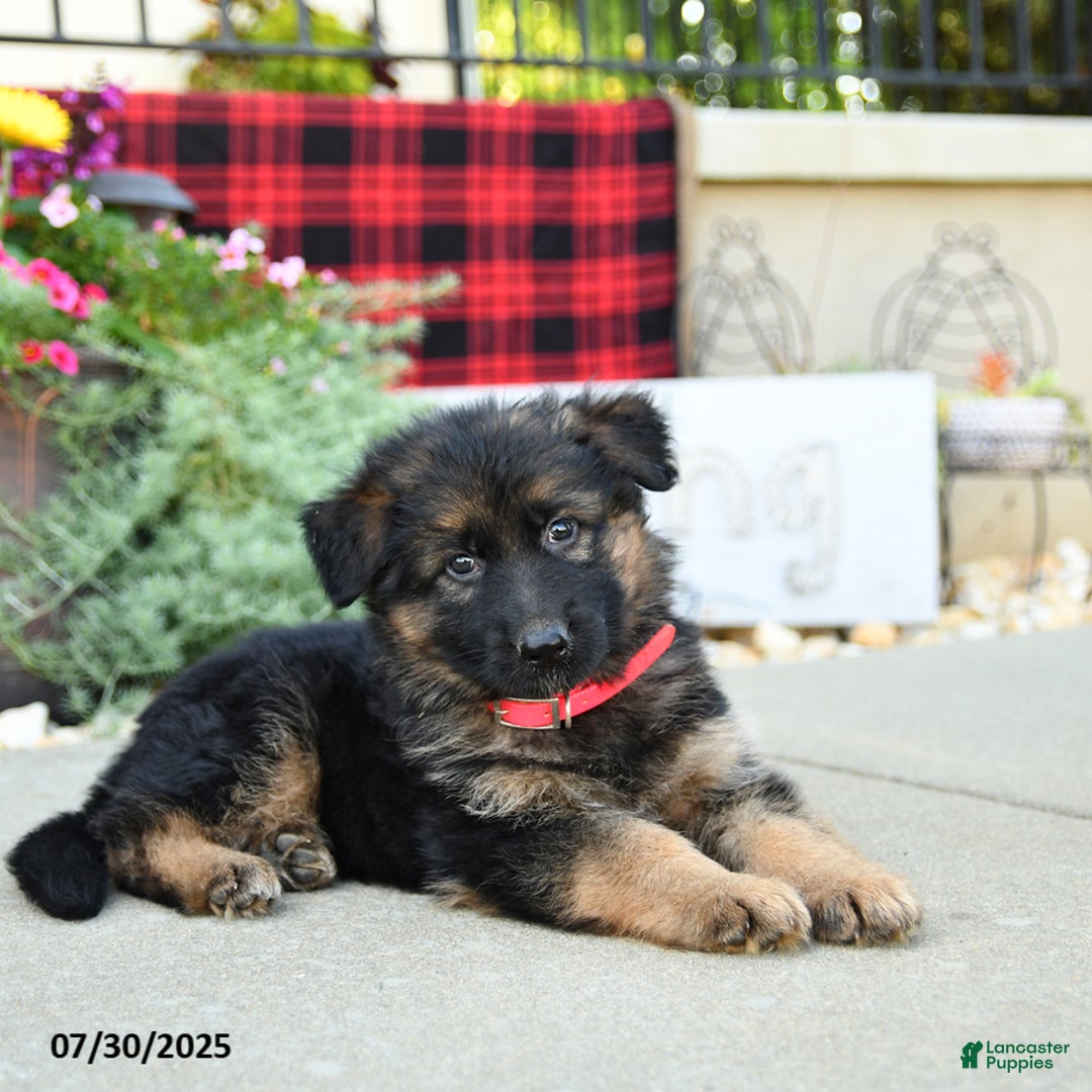 German Shepherd dogs for sale: Havana - Image 5