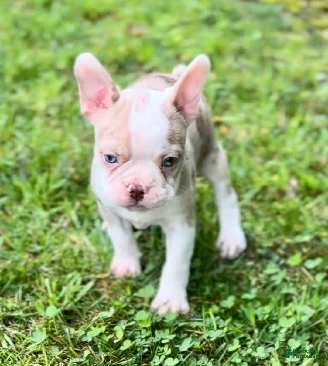 Frenchton dogs for sale: Frankie - Image 3