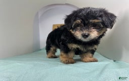 Yorkshire Terrier dogs for sale: Teddy - Image 2