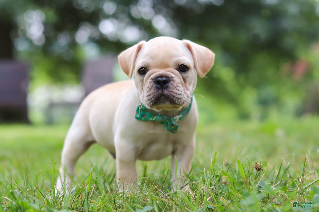 French Bulldog dogs for sale: French Bulldog 5 puppies - Image 28