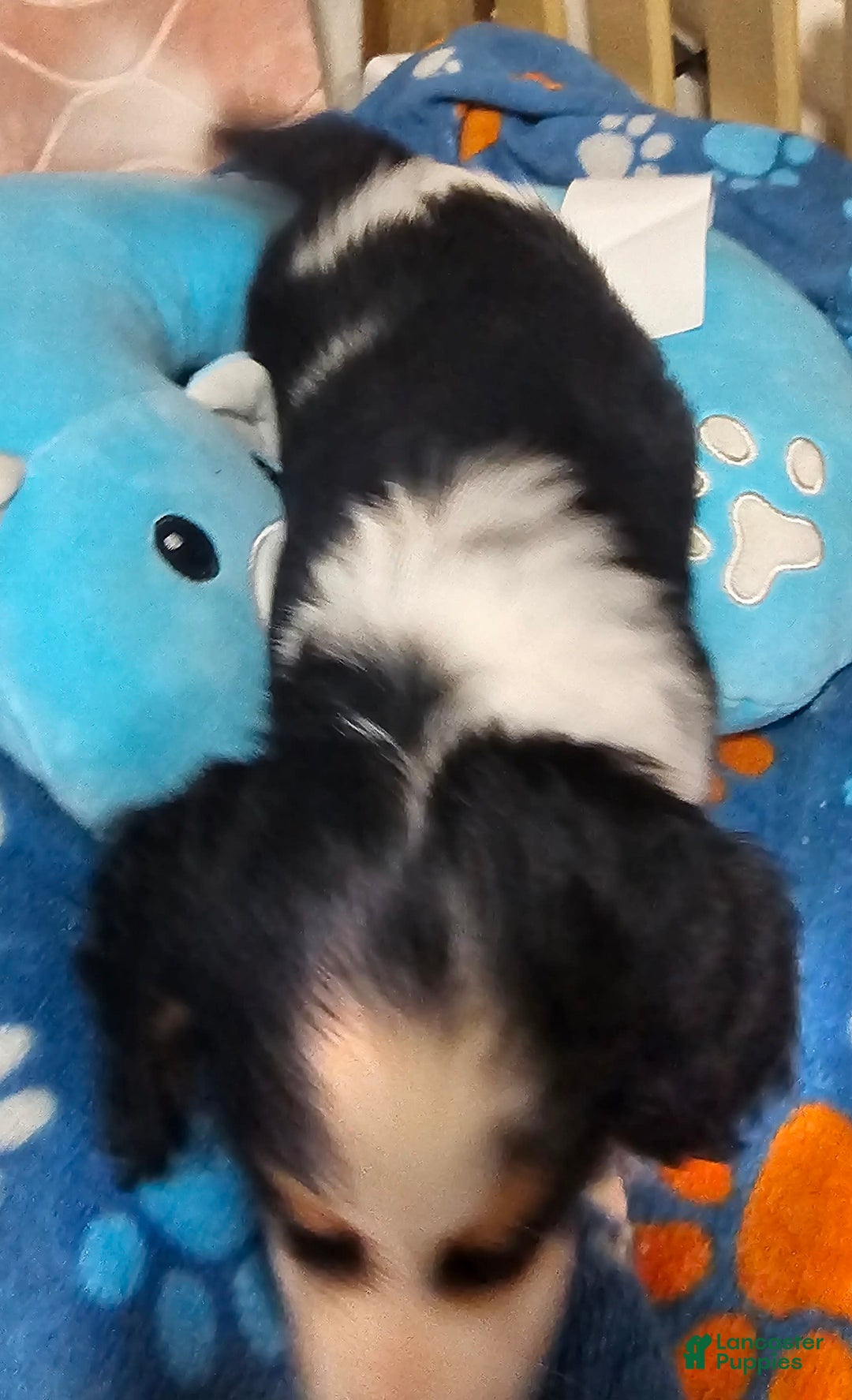 Dachshund dogs for sale: Jude - Image 2