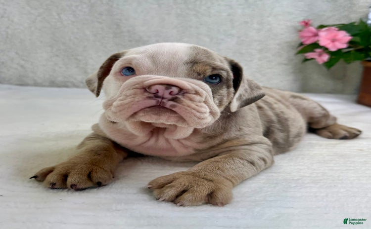 English Bulldog dogs for sale - Ad 3