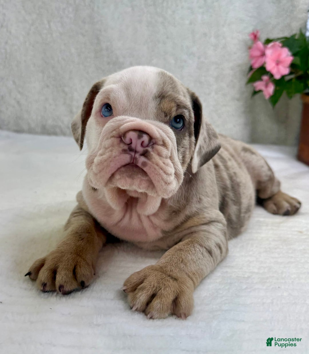 English Bulldog dogs for sale: Eric - Image 1