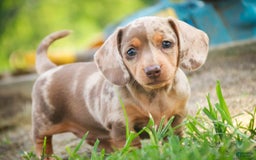 Miniature Dachshund dogs for sale: Feliz - Image 8