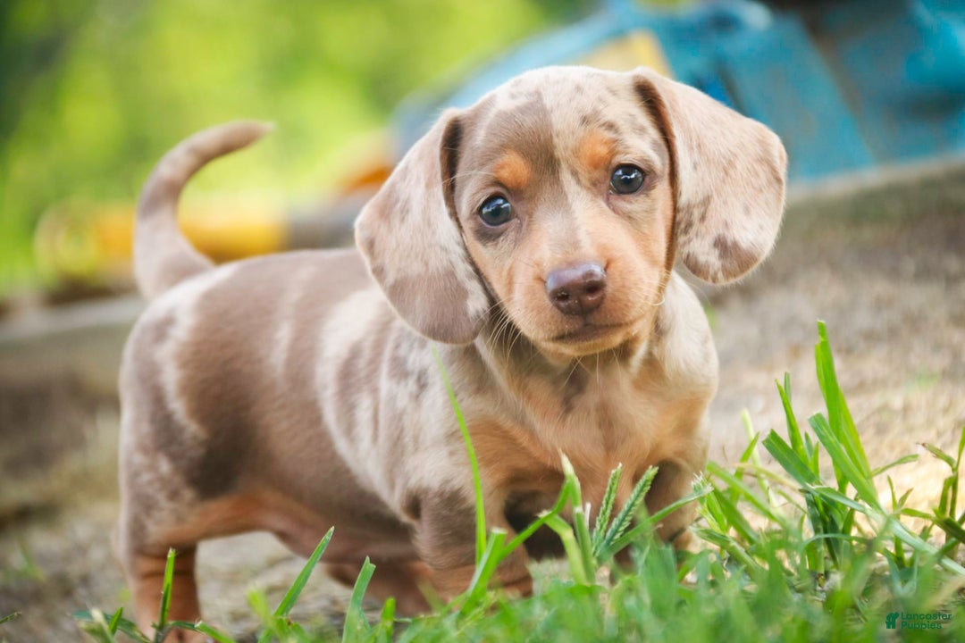 Miniature Dachshund dogs for sale: Feliz - Image 8
