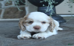 Cocker Spaniel dogs for sale: Reba - Image 6