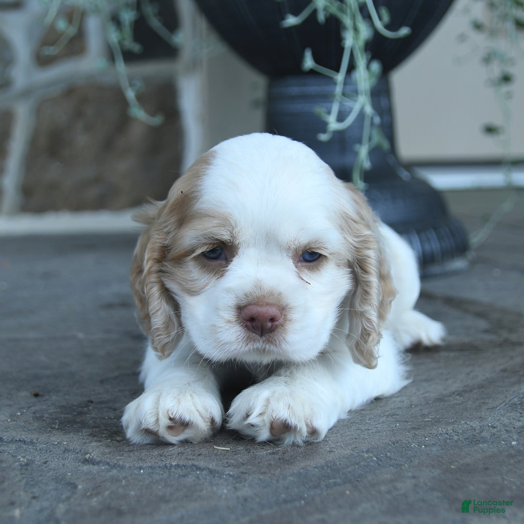 Cocker Spaniel dogs for sale: Reba - Image 6