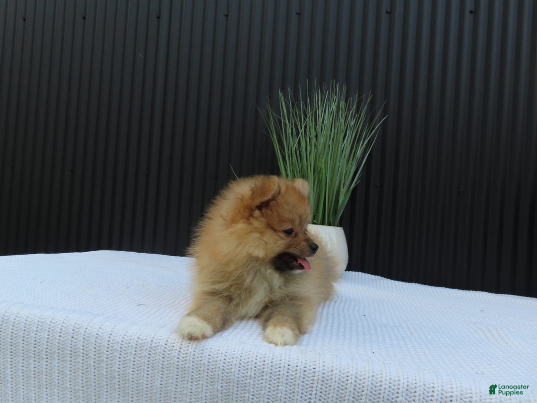 Pomeranian dogs for sale: SALLY - Image 6