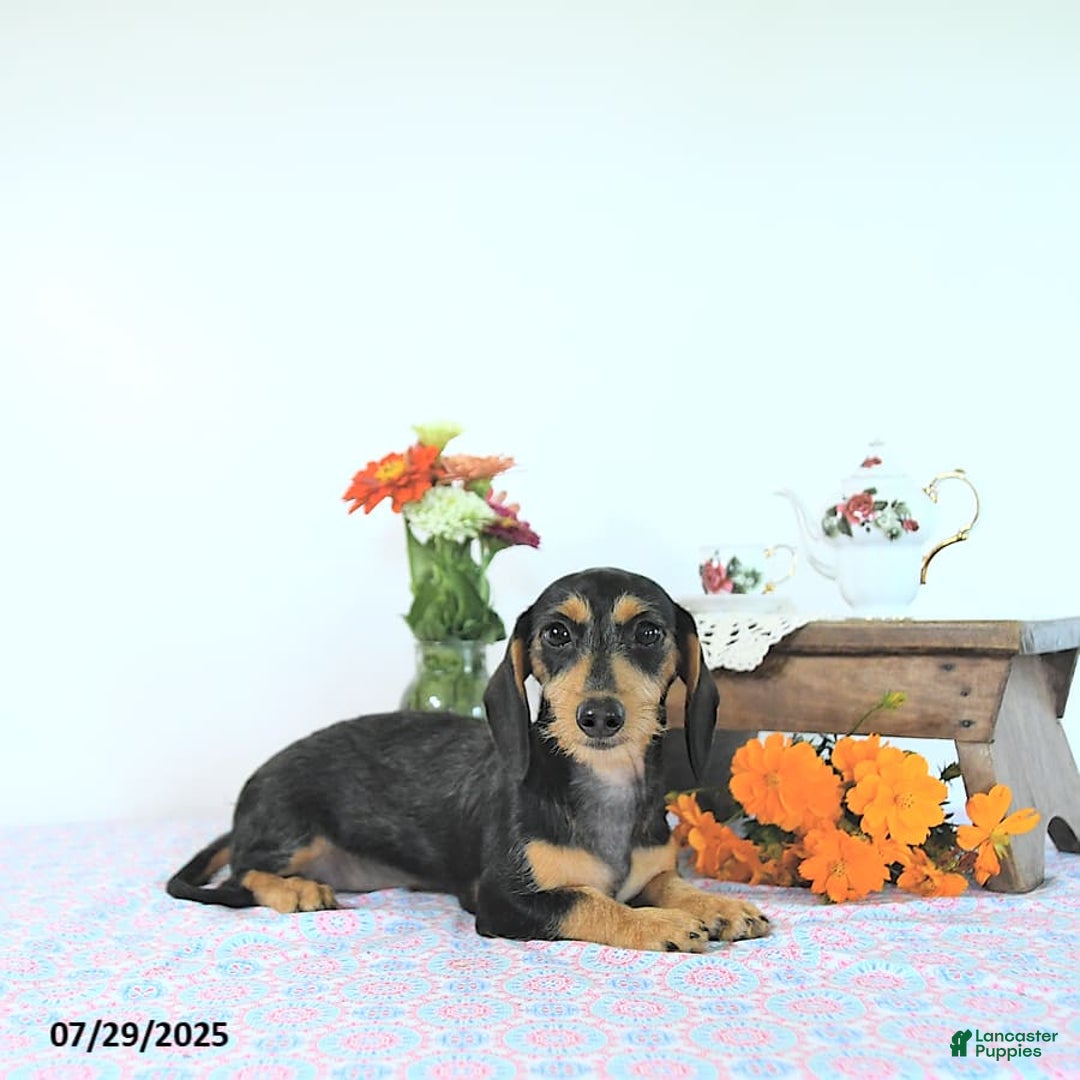 Miniature Dachshund dogs for sale: Cola - Image 7