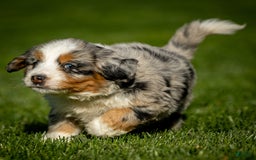 Mini Bernedoodle dogs for sale: Noli - Image 7