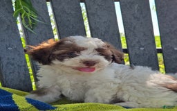 Shihpoo dogs for sale: Adam - Image 3