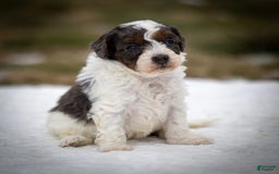 Cavapoo dogs for sale: Simba - Image 5