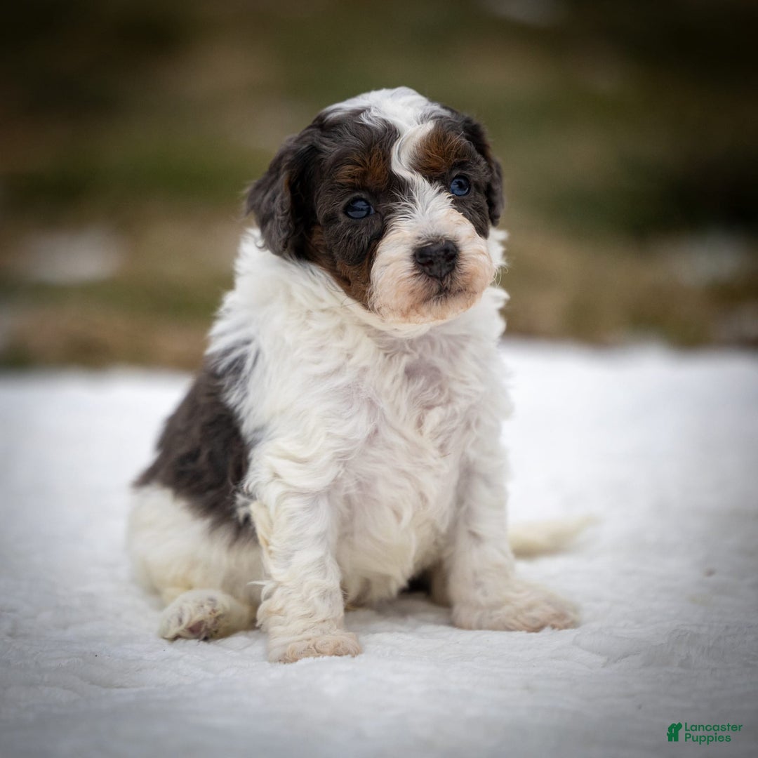 Cavapoo dogs for sale: Simba - Image 5