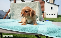 Cavalier King Charles Spaniel dogs for sale: Gus - Image 2