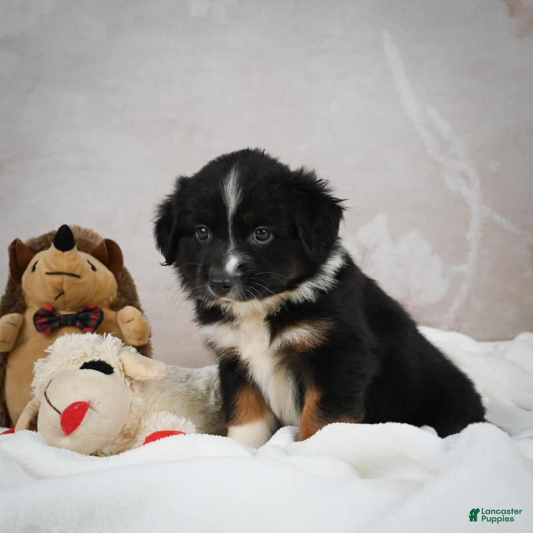 Miniature Australian Shepherd dogs for sale: Queen - Image 4