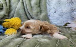 Shihpoo dogs for sale: Aspen - Image 6