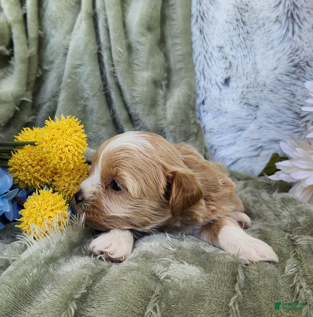 Shihpoo dogs for sale: Aspen - Image 6