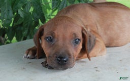 Rhodesian Ridgeback dogs for sale: Gemma - Image 4