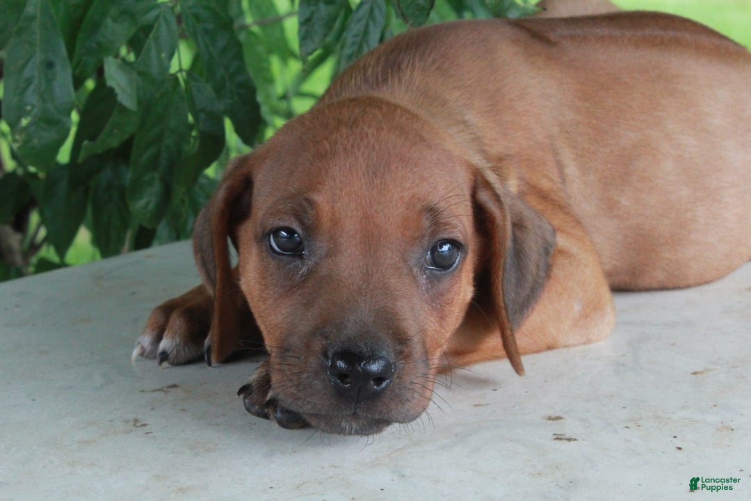 Rhodesian Ridgeback dogs for sale: Gemma - Image 4
