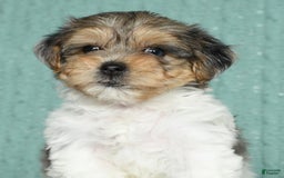 Yorkiepoo dogs for sale: Baxter - Image 8