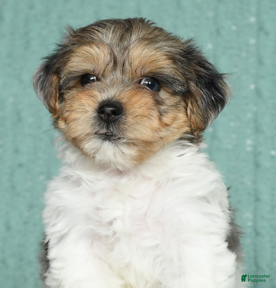 Yorkiepoo dogs for sale: Baxter - Image 8