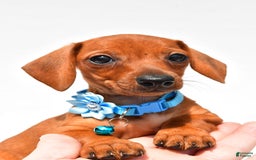 Miniature Dachshund dogs for sale: Isabella - Image 3