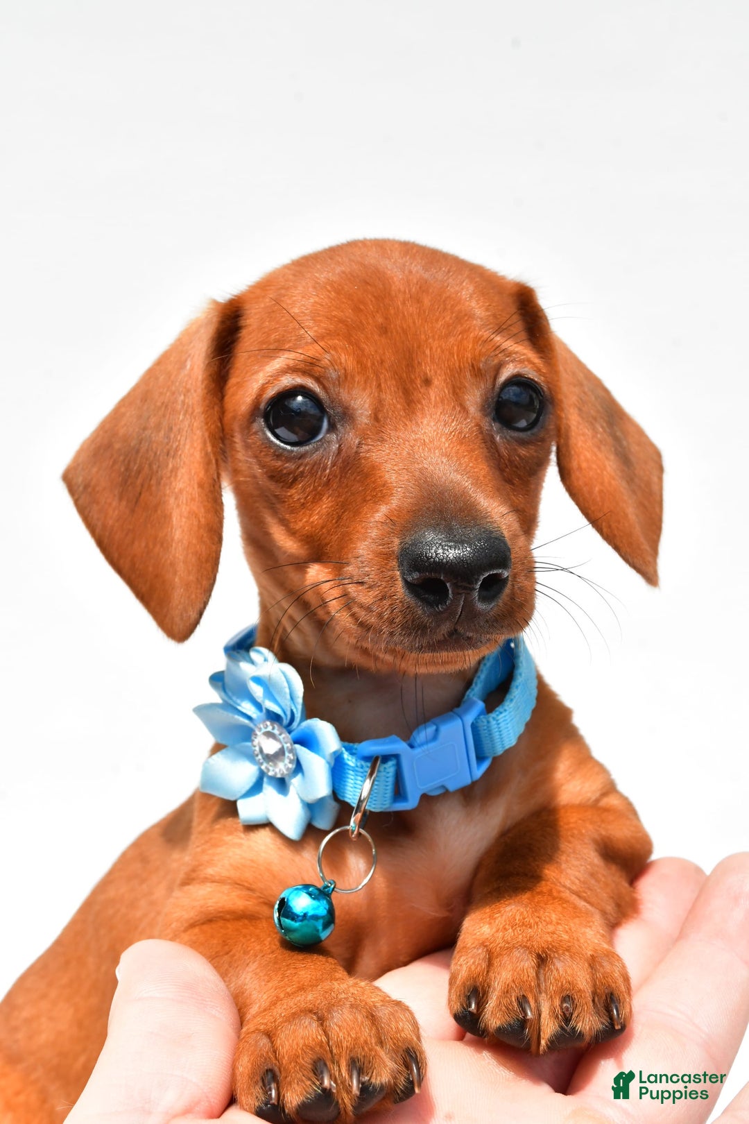 Miniature Dachshund dogs for sale: Isabella - Image 3