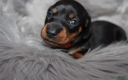 Dachshund dogs for sale: Raven Girl 2 - Image 2
