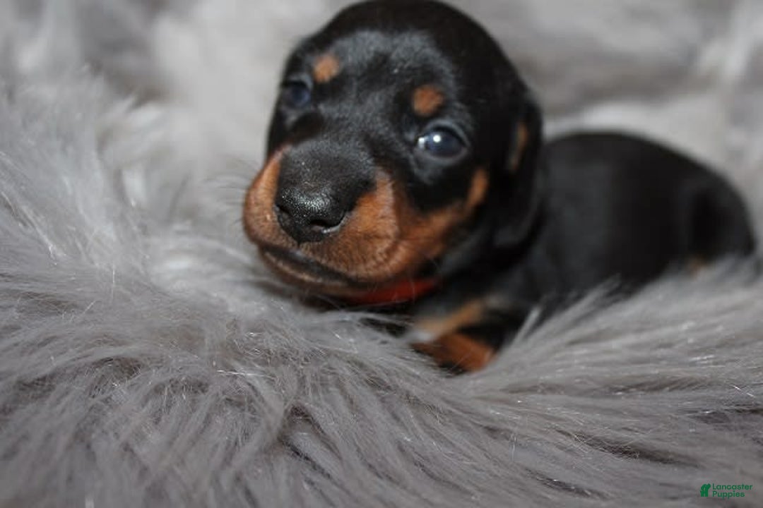 Dachshund dogs for sale: Raven Girl 2 - Image 2