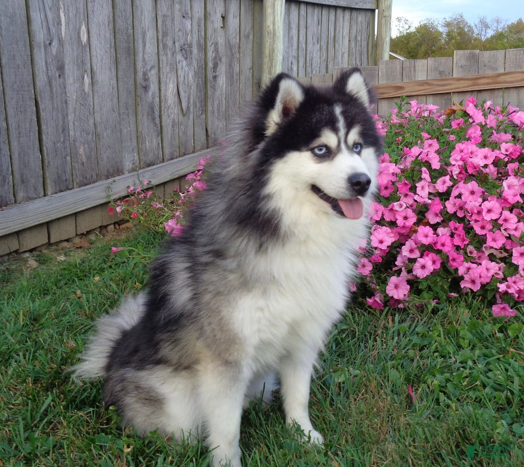 Pomsky dogs for sale: Tannar - Image 8