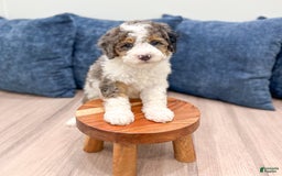 Mini Bernedoodle dogs for sale: Betty - Image 6