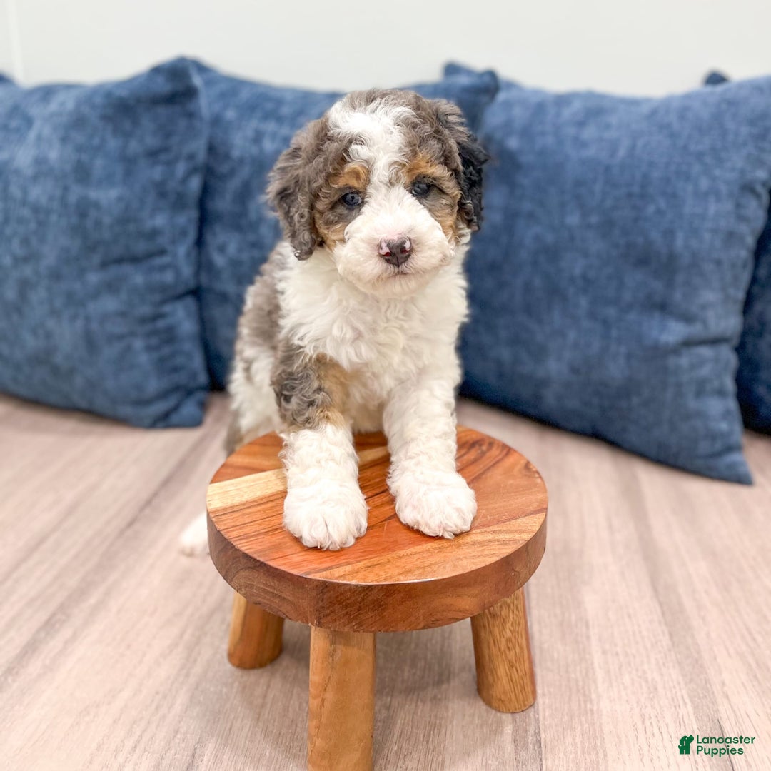 Mini Bernedoodle dogs for sale: Betty - Image 6