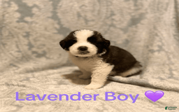 Saint Bernard dogs for sale: 14 Saints Available - Image 17