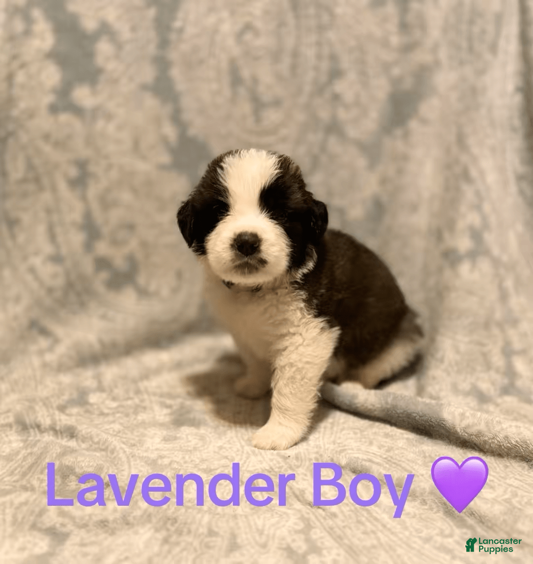 Saint Bernard dogs for sale: 14 Saints Available - Image 17
