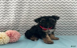 Yorkiepoo dogs for sale: Micah - Image 3