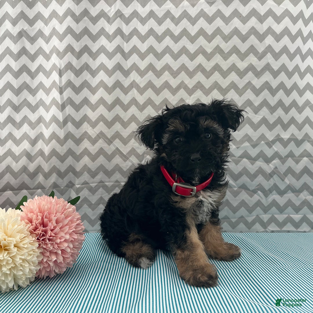 Yorkiepoo dogs for sale: Micah - Image 3