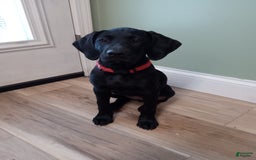 Labrador Retriever dogs for sale: Ruby - Image 2