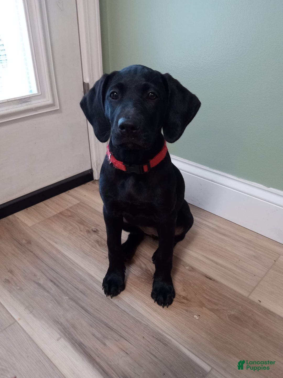 Labrador Retriever dogs for sale: Ruby - Image 2