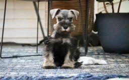 Miniature Schnauzer dogs for sale: Han - Image 4
