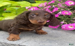 Dachshund dogs for sale: Danny - Image 9
