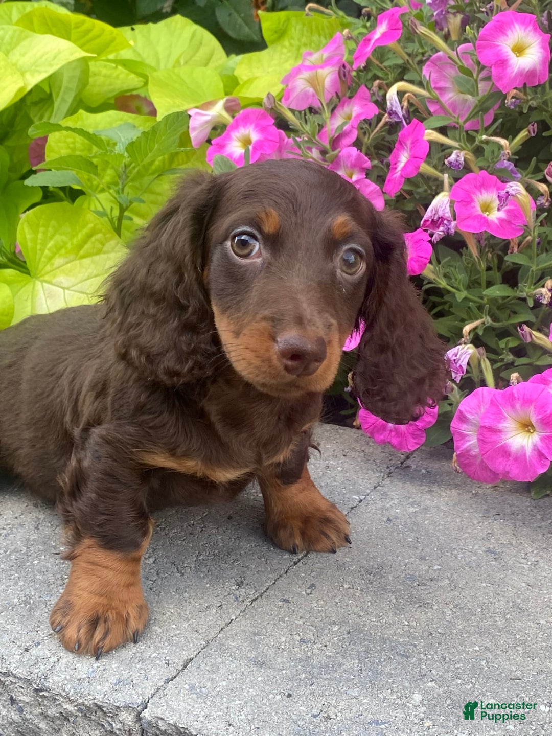 Dachshund dogs for sale: Danny - Image 9