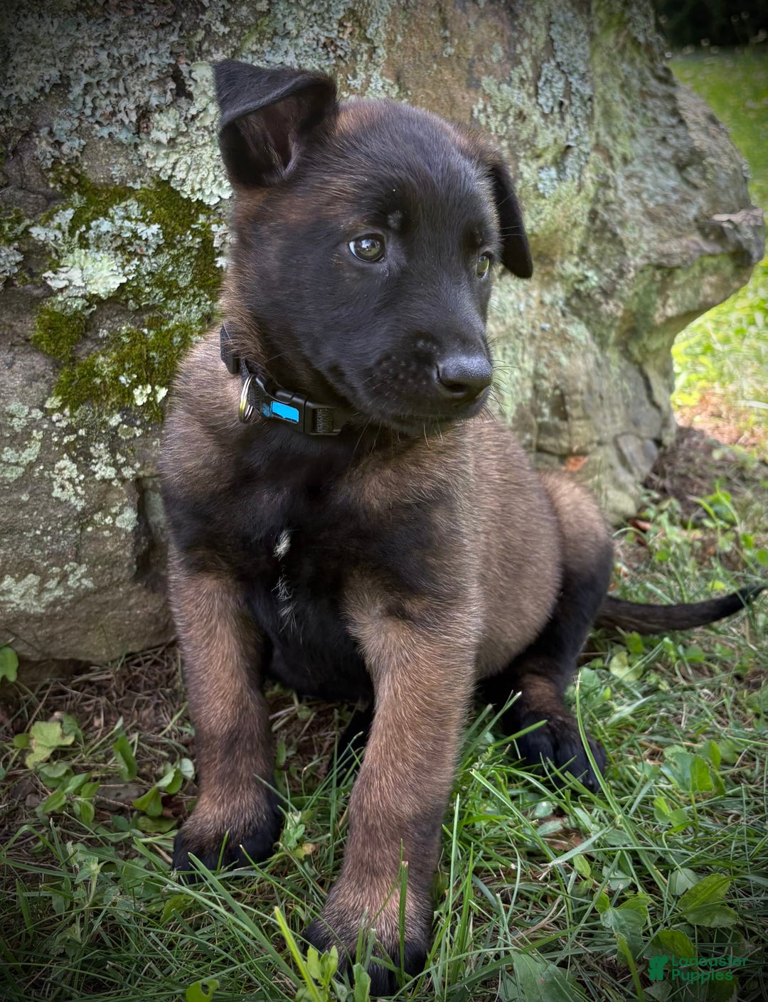 Belgian Malinois dogs for sale: Oakley - Image 1