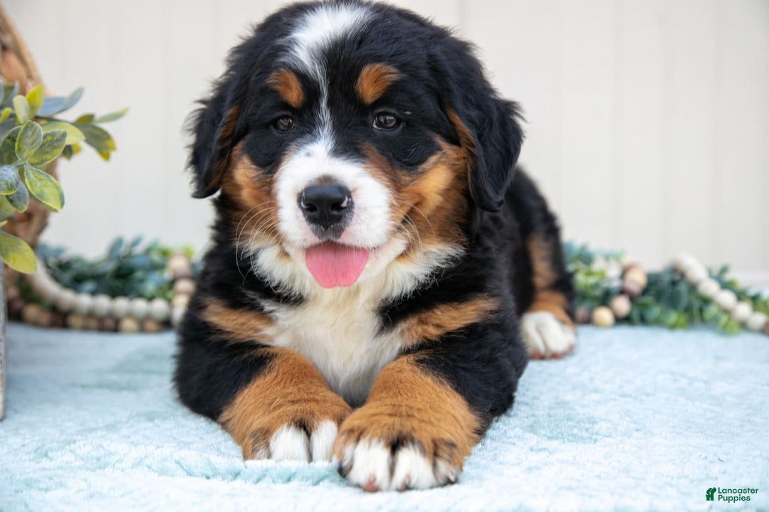 Bernese Mountain Dog dogs for sale: Bloom - Image 4