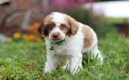 Miniature Poodle dogs for sale: Biscuit - Image 5